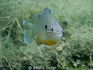 Pumpkinseed fish by Beate Seiler 